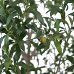 Artificial 8ft Olive Tree in Planter - Image 4