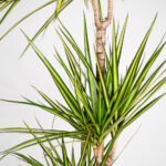 Dragon Tree Lemon & Lime 1m Potted Plant, 4 Litre - Image 2