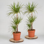 Dragon Tree Lemon & Lime 1m Potted Plant, 4 Litre - Image 3
