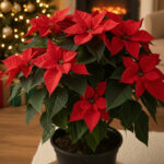 Poinsettia Potted Plant - Image 2