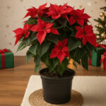 Poinsettia Potted Plant - Image 3