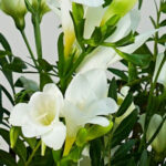 21 Stem White Embrace Mixed Flower Bouquet - Image 4