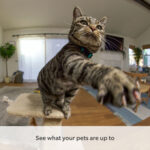 Ring Pan-Tilt Indoor Cam 2 Pack in Black - Image 8