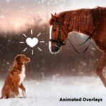 Adobe Photoshop Elements & Premiere Elements 2026 3 Years (Digital Download) - Image 6