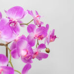 Artificial Orchid in Ceramic Pot in 2 Colours - Image 4