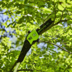 Greenworks 60V 25cm Poletrimmer (Tool only) - Image 2