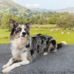Vetbed Luxurious Pet Bedding in 2 Options, 100cm x 75cm - Image 5