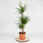 Dragon Tree 1m Potted Plant, 4 Litre
