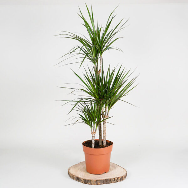 Dragon Tree 1m Potted Plant, 4 Litre