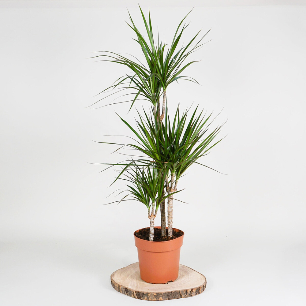 Dragon Tree 1m Potted Plant, 4 Litre