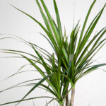 Dragon Tree 1m Potted Plant, 4 Litre - Image 4