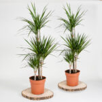 Dragon Tree 1m Potted Plant, 4 Litre - Image 5