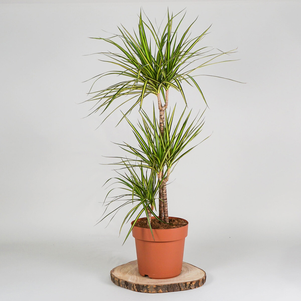 Dragon Tree Lemon & Lime 1m Potted Plant, 4 Litre