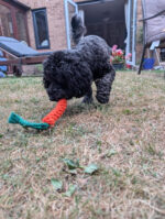 Zappi Co 2 Pack Carrot Dog Rope Chew Toys (22cm) - Durable Dental Cleaning & Teething for Small, Medium, Large Dogs - Image 5