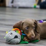 Ancol Small Bite Puppy Toy Octopus - Image 9