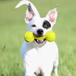 Nerf Dog Barbell Chew Toy, 7.5-Inch, Yellow - Image 2