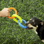 Nerf Dog 3-Ring Rubber Tug Toy, 10.5-Inch Lightweight Water-Resistant Interactive Toy for Dogs, Blue/Green/Orange - Image 4