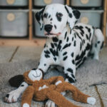 Aromadog Rescue Stuffingless Flattie Dog Toy 54cm – Scented Calming Plush with Therapeutic Essential Oils, Soft Soothing Toy with Squeaker, Stress and Anxiety Relief for Dogs - Image 5