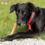 Petface Planet Wood Chew Eco Friendly Dog Bone Toy - Image 5