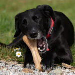 Petface Planet Wood Chew Eco Friendly Dog Bone Toy - Image 8